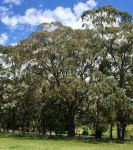 Peppermint - Broad-leaved : Eucalyptus dives