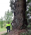 Fir - Douglas : Pseudotsuga menziesii