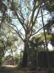 Moreton Bay Ash, Carbeen : Corymbia tessellaris