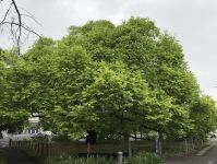 Elm - Golden : Ulmus glabra 'Lutescens'