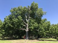 Liquidambar : Liquidambar styraciflua