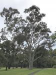 Gum - Spotted Northern : Corymbia variegata