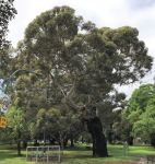 Yate : Eucalyptus cornuta