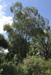 Water Gum : Tristaniopsis laurina