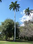 Palm - Royal : Roystonea oleracea