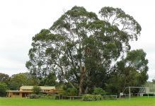 Blue Gum - Victorian, Southern, Eurabbie : Eucalyptus globulus subsp. psueoglobulus X Eucalyptus cypellocarpa