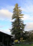 Pine - Norfolk Island : Araucaria heterophylla