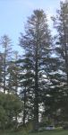 Pine - Norfolk Island : Araucaria heterophylla