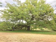 Oak : Quercus robur