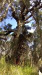 Paperbark - Swamp : Melaleuca rhaphiophylla