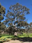 Gum - River Red : Eucalyptus camaldulensis