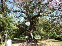 Red Silk Cotton : Bombax ceiba