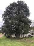 Kurrajong : Brachychiton