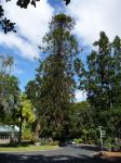 Pine - Bunya : Araucaria bidwillii