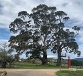 Gum - Candlebark, Ribbon, White : Eucalyptus rubida