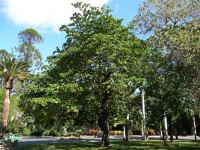 Black Almond : Terminalia melanocapra