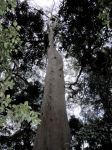 Gum - Sydney Red, Rusty : Angophora costata