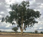 Gum - Yellow : Eucalyptus leucoxylon