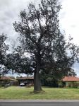 Banksia - Coast : Banksia integrifolia