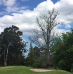 Poplar - Goldern : Populus X canadensis