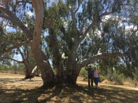 Gum - River Red [Arida] : Eucalyptus camaldulensis subsp. arida