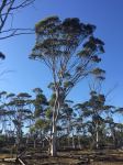 Mallet - Mt Yule Silver : Eucalyptus recta