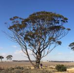 Blackbutt - Kondinin : Eucalyptus kondininensis