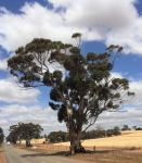 Wandoo : Eucalyptus wandoo
