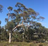 Wandoo - Salmon-barked : Eucalyptus lane-poolei