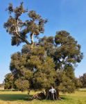 Paperbark - Swamp : Melaleuca rhaphiophylla