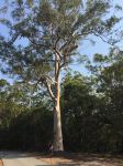 Gum - Scribbly : Eucalyptus racemosa