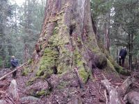 Mountain Ash "Two Towers" : Eucalyptus regans