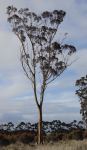 Gum - Sugar : Eucalyptus cladocalyx