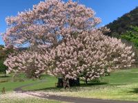 Paulownia : Paulownia fortunei