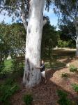 Gum - Forest Red : Eucalyptus tereticornis