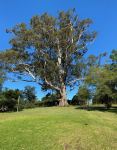 Blackbutt : Eucalyptus pilularis