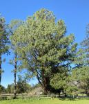 Pine - Mexican Weeping : Pinus Patula