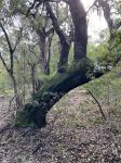 Banksia - Holly Leaf : Banksia ilicifolia