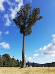 Crow's Ash : Flindersia australis