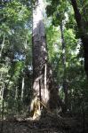 Crow's Ash : Flindersia australis