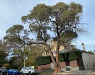 Peppermint - Narrow-leaved Black : Eucalyptus nicholii