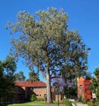 Bloodwood - Yellow : Corymbia eximia