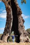 Gum - River Red : Eucalyptus camaldulensis