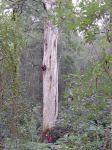 Gum - Manna, Ribbon "Hope Gully" : Eucalyptus viminalis