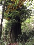 Redwood - Coast : Sequoia sempervirens