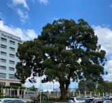 Tallowwood  : Eucalyptus microcorys