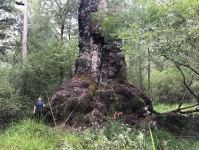 Red Tingle "Forest Lord" : Eucalyptus jacksonii