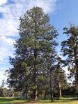 Pine - Ponderosa : Pinus ponderosa