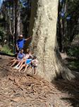 Gum - Spotted "Old Blotchy" : Corymbia maculata