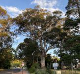 Ash - Blue Mountain : Eucalyptus oreades